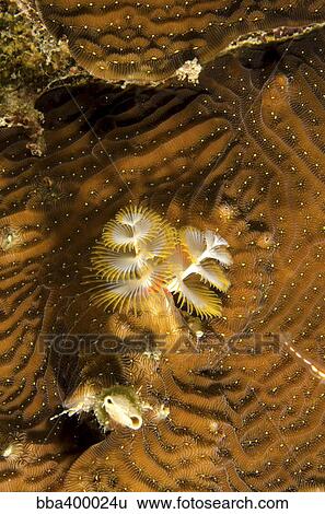 Extreme close-up of a christmas tree worm, Curacao. View Large Photo Image Stock Photograph - Extreme close-up of a christmas tree worm, Curacao.. Fotosearch
