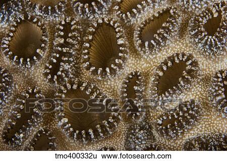Extreme close-up of a crust anemone, Papua New Guinea. View Large Photo Image Stock Photograph - Extreme close-up of a crust anemone, Papua New Guinea.. Fotosearch