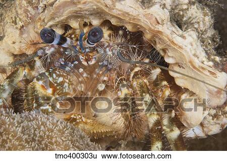 Extreme close-up of a Hermit Crab, Papua New Guinea. View Large Photo Image Stock Photograph - Extreme close-up of a Hermit Crab, Papua New Guinea.. Fotosearch
