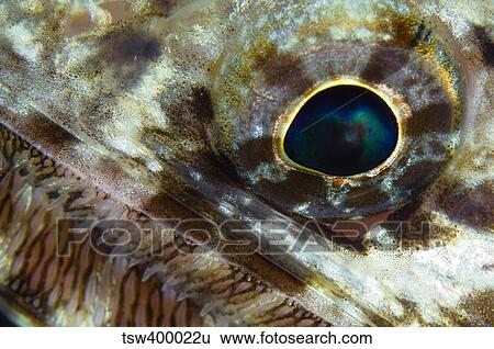 Extreme close-up of a lizardfish eyeball, Australia. View Large Photo Image Stock Photograph - Extreme close-up of a lizardfish eyeball, Australia.. Fotosearch
