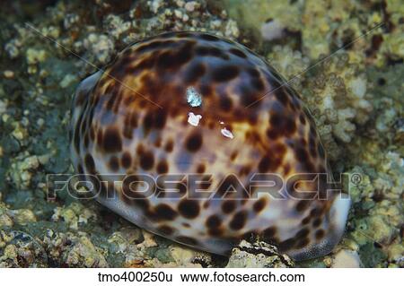 Stock Photograph - Extreme close-up of a Tiger Cowry, Fiji.. Fotosearch