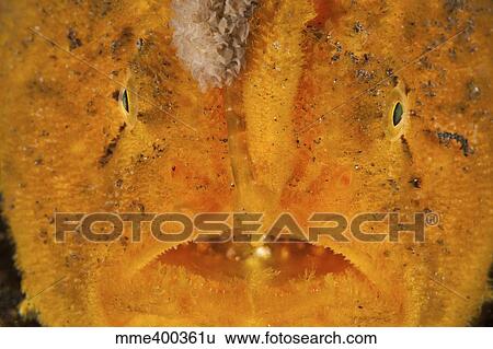 Stock Photograph - Extreme close-up of an orange frogfish, North Sulawesi.. Fotosearch