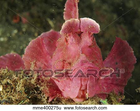 Face shot of a pink scorpionfish, North Sulawesi. View Large Photo Image Stock Photograph - Face shot of a pink scorpionfish, North Sulawesi.. Fotosearch
