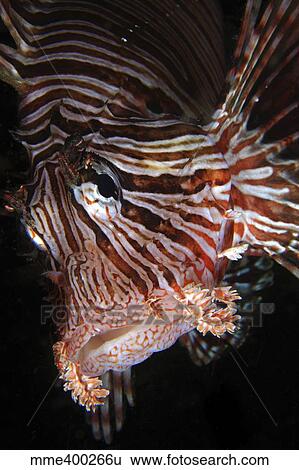 Face shot of a red lionfish, North Sulawesi, Indonesia. View Large Photo Image Stock Photograph - Face shot of a red lionfish, North Sulawesi, Indonesia.. Fotosearch