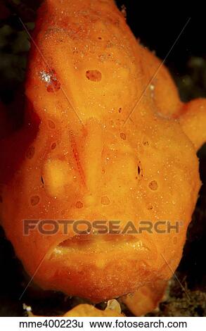 Stock Photograph - Face shot of an orange frogfish, North Sulawesi, Indonesia.. Fotosearch