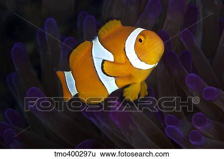 False Ocellaris Clownfish in its host anemone, Papua New Guinea. View Large Photo Image Stock Photograph - False Ocellaris Clownfish in its host anemone, Papua New Guinea.. Fotosearch