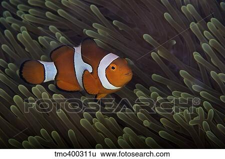 False Ocellaris Clownfish in its host anemone, Papua New Guinea. View Large Photo Image Stock Photograph - False Ocellaris Clownfish in its host anemone, Papua New Guinea.. Fotosearch
