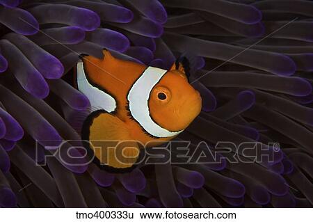 False Ocellaris Clownfish in its host anemone, Papua New Guinea. View Large Photo Image Stock Photograph - False Ocellaris Clownfish in its host anemone, Papua New Guinea.. Fotosearch