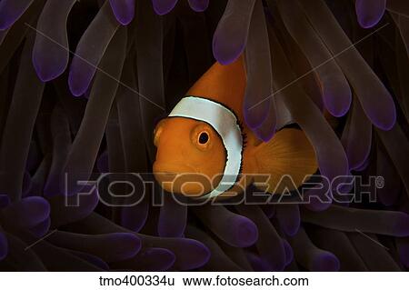 False Ocellaris Clownfish in its host anemone, Papua New Guinea. View Large Photo Image Stock Photograph - False Ocellaris Clownfish in its host anemone, Papua New Guinea.. Fotosearch