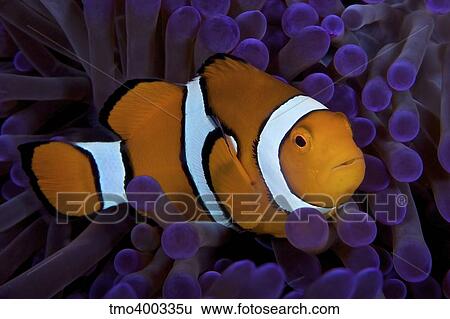 False Ocellaris Clownfish in its host anemone, Papua New Guinea. View Large Photo Image Stock Photograph - False Ocellaris Clownfish in its host anemone, Papua New Guinea.. Fotosearch