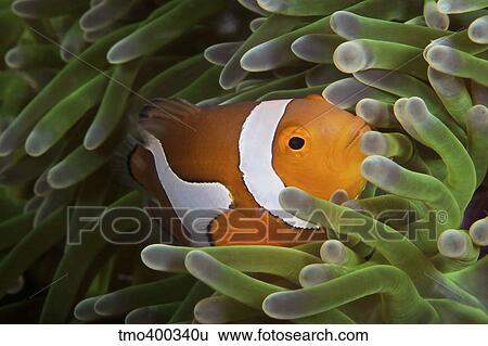 False Ocellaris Clownfish in its host anemone, Papua New Guinea. View Large Photo Image Stock Photograph - False Ocellaris Clownfish in its host anemone, Papua New Guinea.. Fotosearch