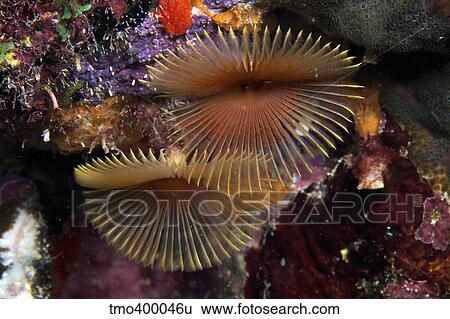 Feather Duster Worms, Bonaire, Caribbean Netherlands. View Large Photo Image Stock Photograph - Feather Duster Worms, Bonaire, Caribbean Netherlands.. Fotosearch