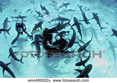 Feeding frenzy of Caribbean reef sharks. View Large Photo Image Stock Photograph - Feeding frenzy of Caribbean reef sharks.. Fotosearch