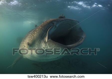Feeding whale shark, La Paz, Mexico. View Large Photo Image Stock Photograph - Feeding whale shark, La Paz, Mexico.. Fotosearch