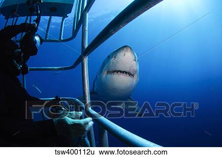 Female Great White and underwater photographer, Guadalupe Island, Mexico. View Large Photo Image Stock Photograph - Female Great White and underwater photographer, Guadalupe Island, Mexico.. Fotosearch