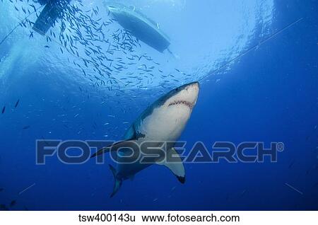 Female Great White, Guadalupe Island, Mexico. View Large Photo Image Stock Photograph - Female Great White, Guadalupe Island, Mexico.. Fotosearch