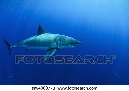 Stock Photograph - Female Great White Shark, Guadalupe Island, Mexico.. Fotosearch