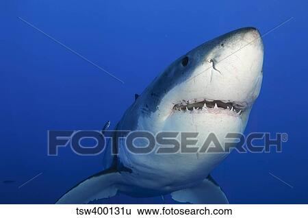 Female Great White Shark, Guadalupe Island, Mexico. View Large Photo Image Stock Photograph - Female Great White Shark, Guadalupe Island, Mexico.. Fotosearch