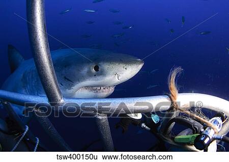Female Great White Shark, Guadalupe Island, Mexico. View Large Photo Image Stock Photograph - Female Great White Shark, Guadalupe Island, Mexico.. Fotosearch