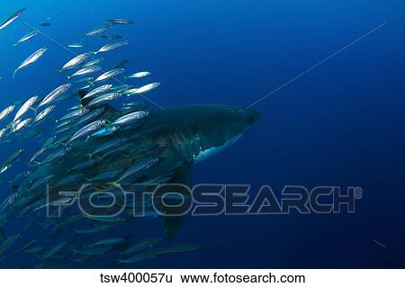 Female great white shark with a school of bait fish. View Large Photo Image Stock Photograph - Female great white shark with a school of bait fish.. Fotosearch