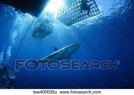 Female great white with cages, Guadalupe Island, Mexico. View Large Photo Image Stock Photograph - Female great white with cages, Guadalupe Island, Mexico.. Fotosearch