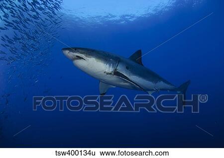 Female great white with remora, Guadalupe Island, Mexico. View Large Photo Image Stock Photograph - Female great white with remora, Guadalupe Island, Mexico.. Fotosearch