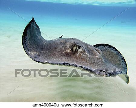 Female Southern Atlantic Stingray, Grand Cayman. View Large Photo Image Stock Photograph - Female Southern Atlantic Stingray, Grand Cayman.. Fotosearch