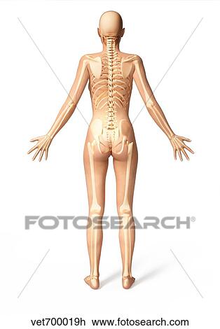 Female Standing With Skeletal Bones Superimposed Rear View Drawing Vet700019h Fotosearch