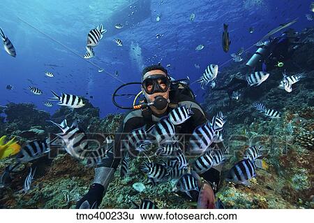 Fijian dive guide feeds a school of Scissortail Sergeant Major fish, Fiji. View Large Photo Image Stock Photograph - Fijian dive guide feeds a school of Scissortail Sergeant Major fish, Fiji.. Fotosearch