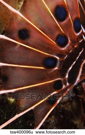 Fin of a scorpionfish, Indonesia. View Large Photo Image Stock Photograph - Fin of a scorpionfish, Indonesia.. Fotosearch