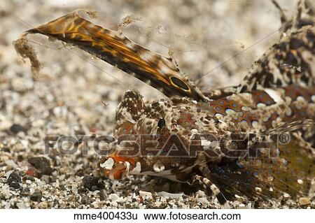 Fingered dragonet head detail, North Sulawesi, Indonesia. View Large Photo Image Stock Photograph - Fingered dragonet head detail, North Sulawesi, Indonesia.. Fotosearch