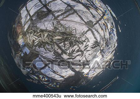 Stock Photograph - Fish caught in a fishing net.. Fotosearch