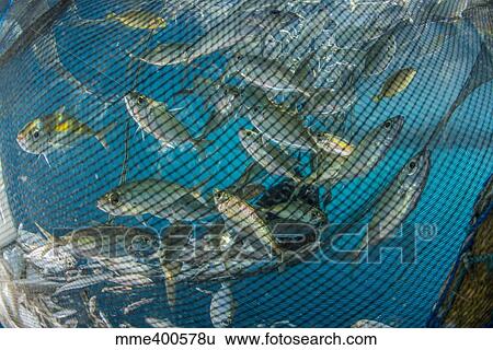 Stock Photograph - Fishing net with silvery and golden fish inside.. Fotosearch