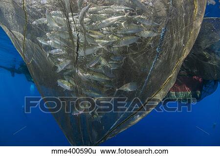 Fishing net with silvery and golden fish inside. View Large Photo Image Stock Photograph - Fishing net with silvery and golden fish inside.. Fotosearch