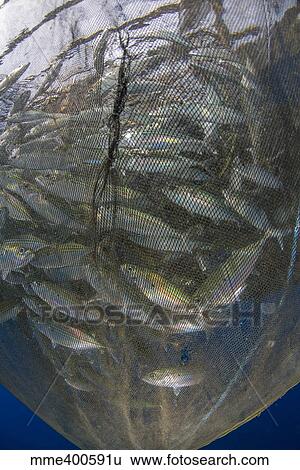 Stock Photograph - Fishing net with silvery and golden fish inside.. Fotosearch