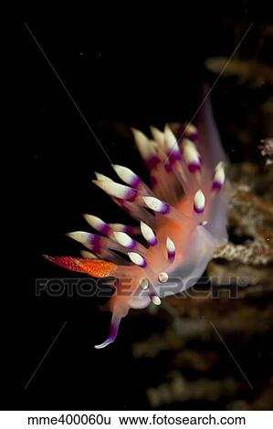 Stock Photograph - Flabellina exoptata nudibranch, Pulau Tioman, Pahang, Malaysia.. Fotosearch