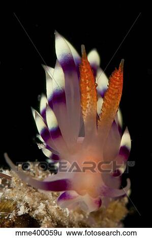 Stock Photograph - Flabellina exoptata nudibranch, Sabah, Malaysia.. Fotosearch