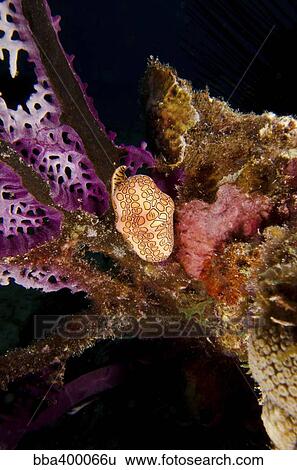 Flamingo tongue snail on coral, Key Largo, Florida. View Large Photo Image Stock Photograph - Flamingo tongue snail on coral, Key Largo, Florida.. Fotosearch