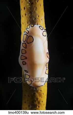 Flamingo Tongue Snail on soft coral. View Large Photo Image Stock Photograph - Flamingo Tongue Snail on soft coral.. Fotosearch