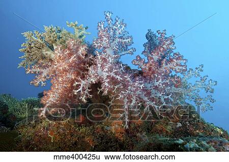 Stock Photograph - Fluffy brown, pink and red dendronephtya soft coral, Indonesia.. Fotosearch