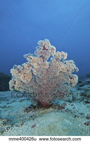 Fluffy pink and red dendronephtya soft coral, Indonesia. View Large Photo Image Stock Photograph - Fluffy pink and red dendronephtya soft coral, Indonesia.. Fotosearch