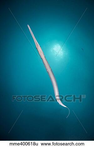 Stock Photograph - Flutemouth fish seen from below with sunlight above,.. Fotosearch