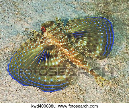 Stock Photograph - Flying Gurnard on sand in Carribean Sea.. Fotosearch