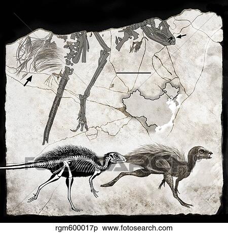 Fossil remains and skeletal reconstruction of Tianyulong confuciusi. View Large Illustration Stock Illustration - Fossil remains and skeletal reconstruction of Tianyulong confuciusi.. Fotosearch