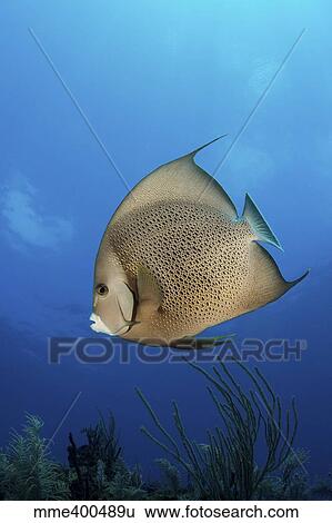 Stock Photograph - French angelfish, Jardines De La Reina, Cuba.. Fotosearch