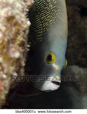 French angelfish, West Palm Beach, Florida. View Large Photo Image Stock Photograph - French angelfish, West Palm Beach, Florida.. Fotosearch