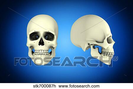 Drawing - Front view and side view of human skull.. Fotosearch
