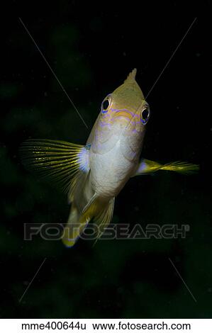 Front view of a Golden damselfish. View Large Photo Image Stock Photograph - Front view of a Golden damselfish.. Fotosearch