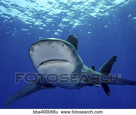Front view of an oceanic whitetip shark, Cat Island, Bahamas. View Large Photo Image Stock Photograph - Front view of an oceanic whitetip shark, Cat Island, Bahamas.. Fotosearch