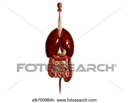 Drawing - Front view of human digestive system with lungs.. Fotosearch
